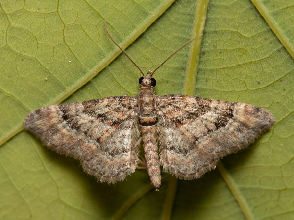 Double-striped Pug