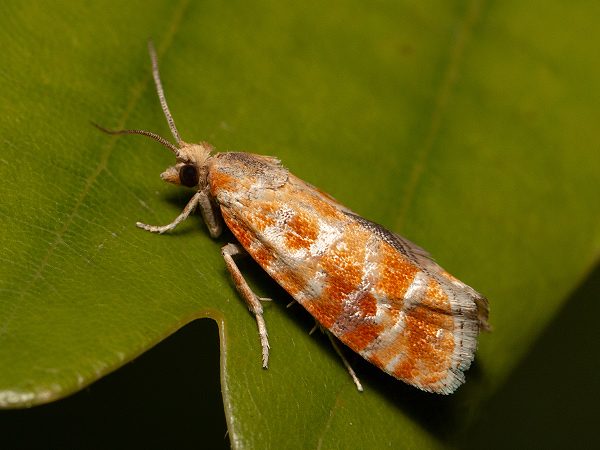 Orange-spotted Shoot