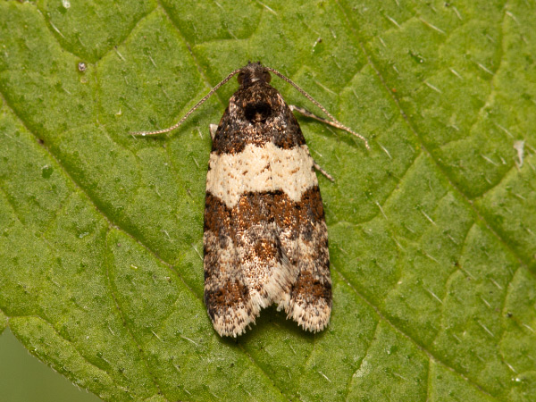 Obaľovač hybridný