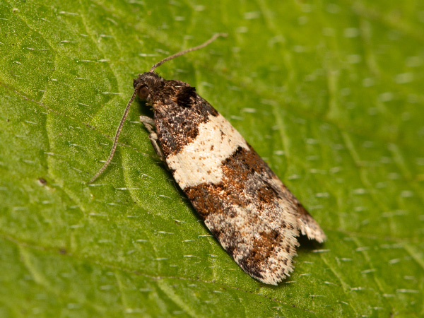 Obaľovač hybridný