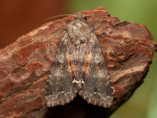 Broom Moth