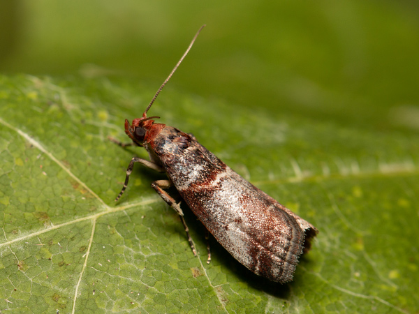 Grey Knot-horn