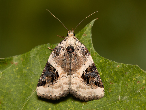 Dreieck-Grasmotteneulchen