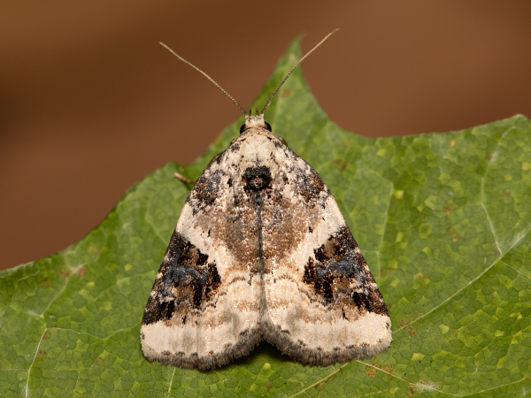 Dreieck-Grasmotteneulchen