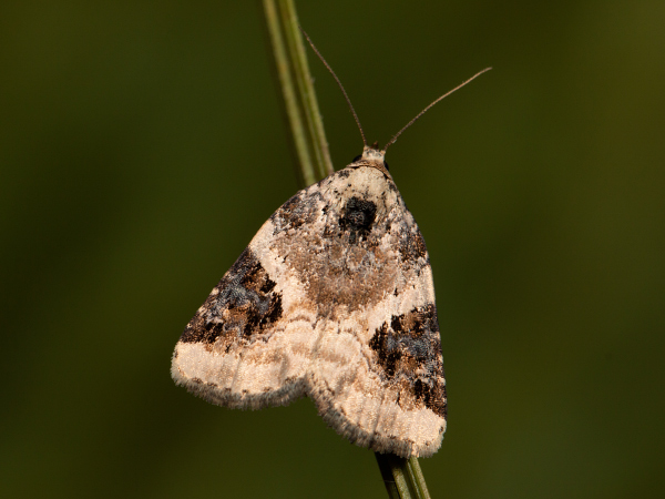 Dreieck-Grasmotteneulchen