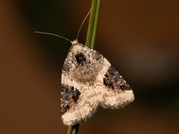 Dreieck-Grasmotteneulchen