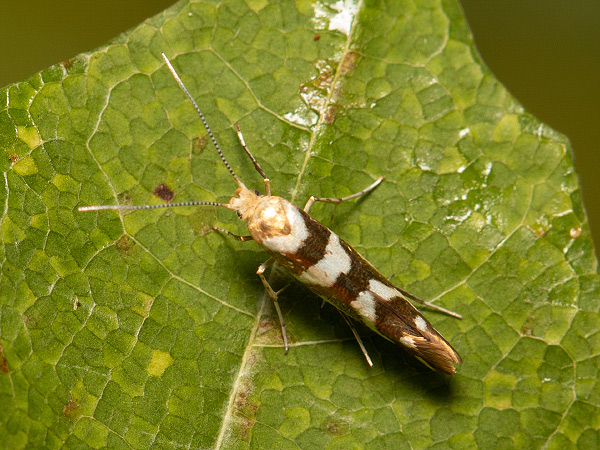 Priadzovček jelšový