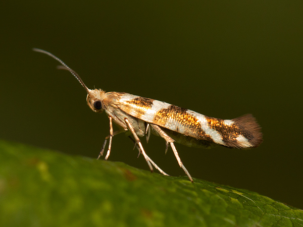 Priadzovček jelšový