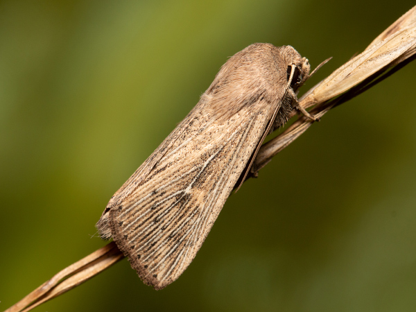 Plavokřídlec pobřežní