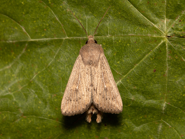 Plavokřídlec pobřežní