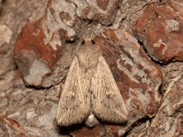 Plavokřídlec pobřežní