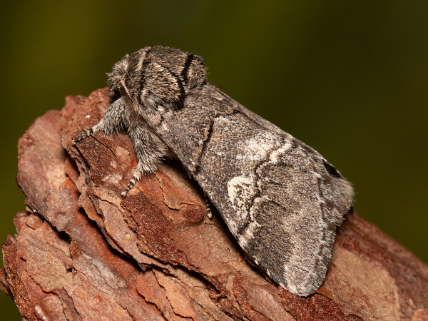 Chochlatka dubinová