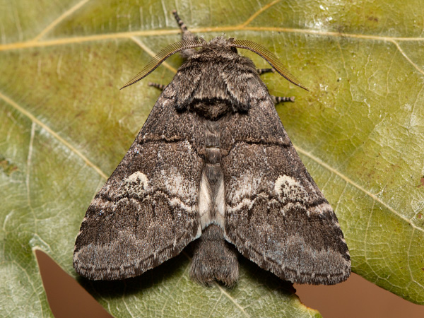 Chochlatka dubinová