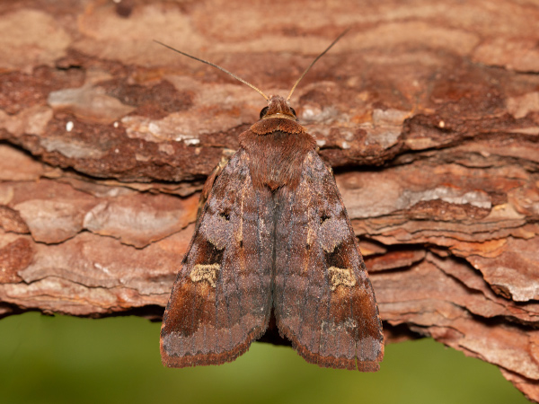 Braune Primeleule