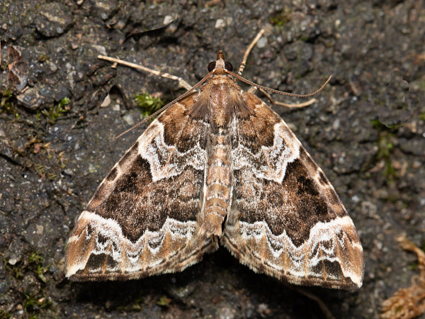 Píďalka švestková