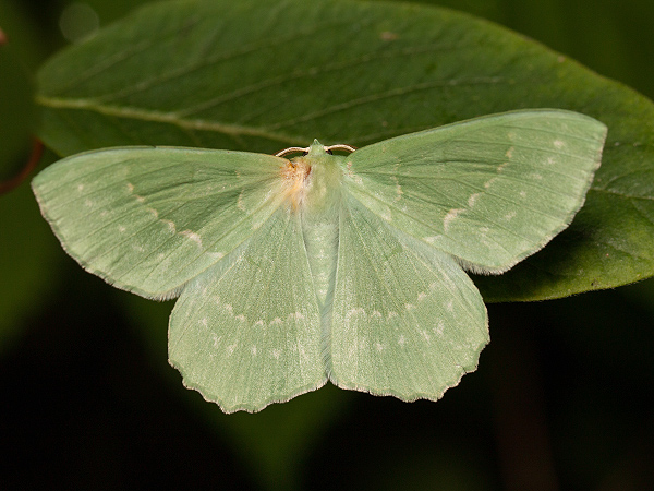 Grünes Blatt