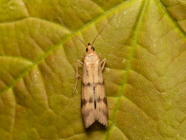 Twin-barred Knot-horn