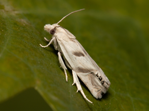 Eyed Tortrix