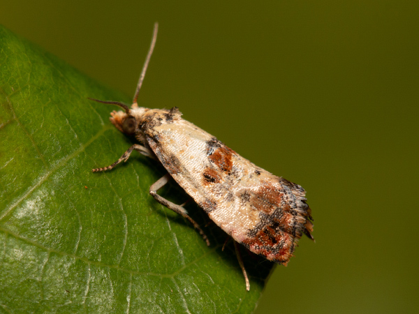 White-fronted Straw