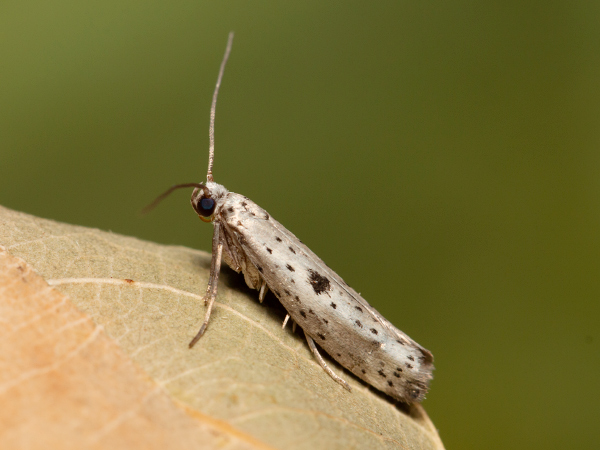 Black-tipped Ermine