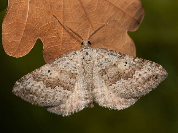 Piadivka hrdobarková