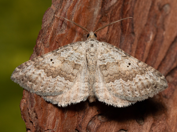 Piadivka hrdobarková