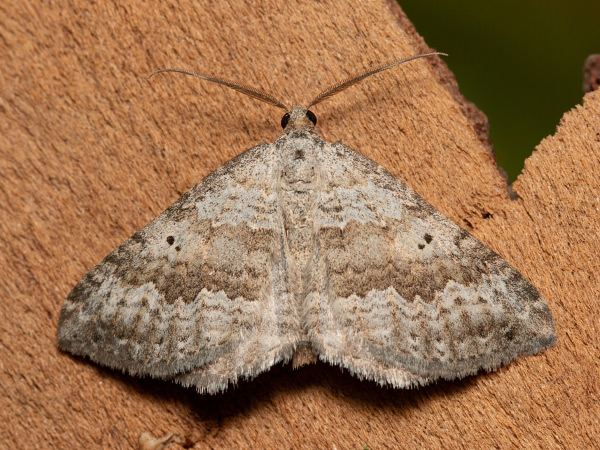 Piadivka hrdobarková