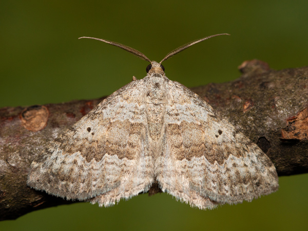 Piadivka hrdobarková