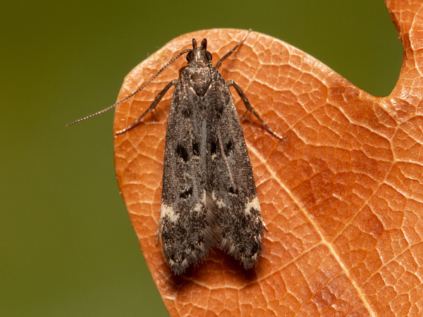 Black-spotted Snout