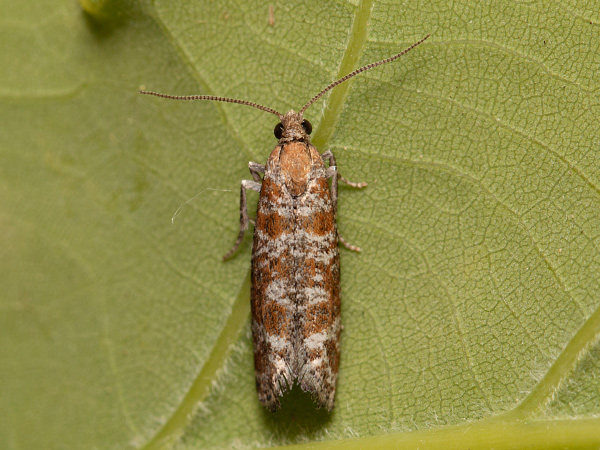 Obaľovač živicový