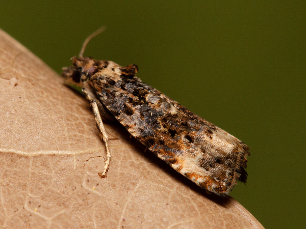 Obaľovač štetkový