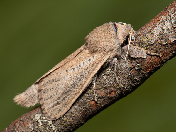 Drvopleň rákosový