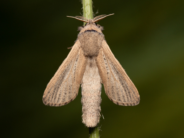 Drvopleň rákosový