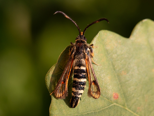 Podobník lumkovitý