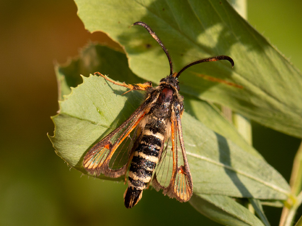 Podobník lumkovitý