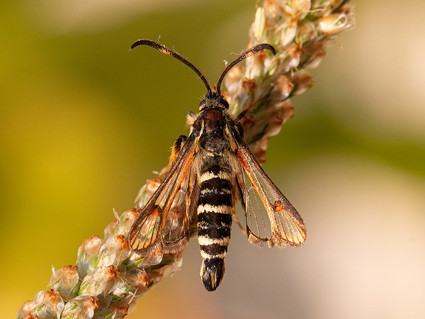 Podobník lumkovitý