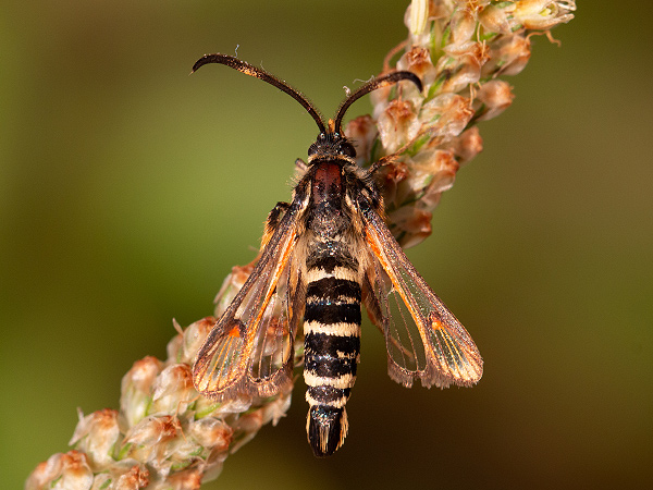 Podobník lumkovitý