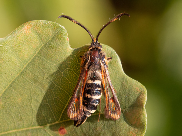 Podobník lumkovitý