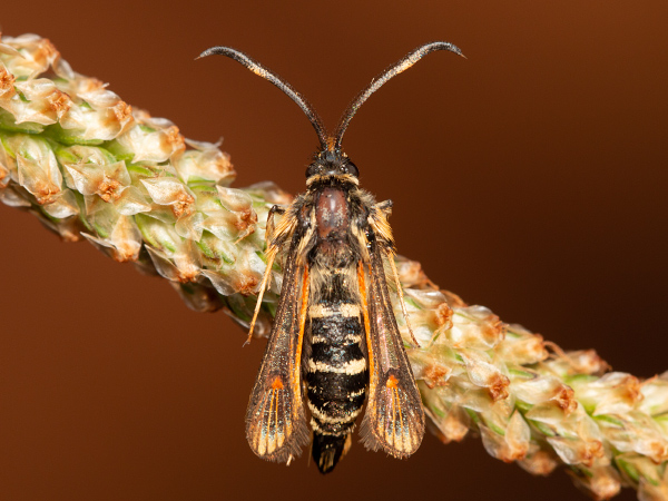 Six-belted Clearwing