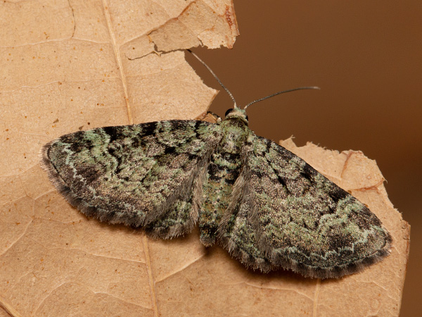 Graugrüner Apfel-Blütenspanner
