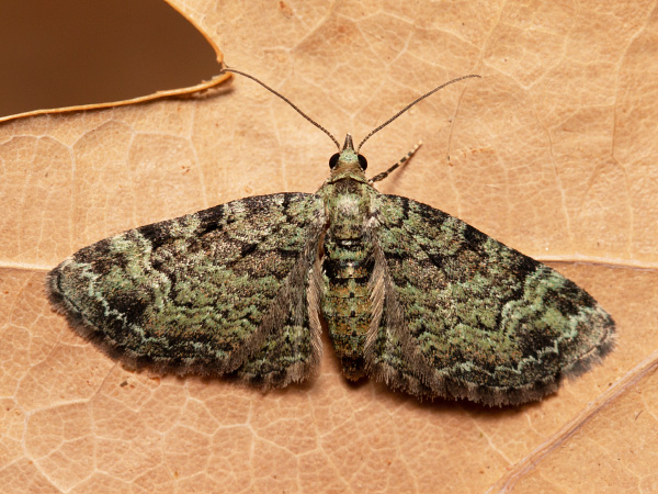 Graugrüner Apfel-Blütenspanner