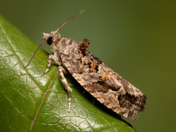 Obaľovač plánkový