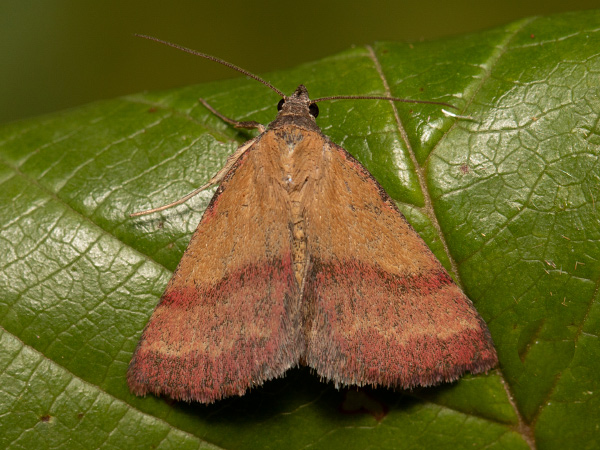 Small Purple-barred