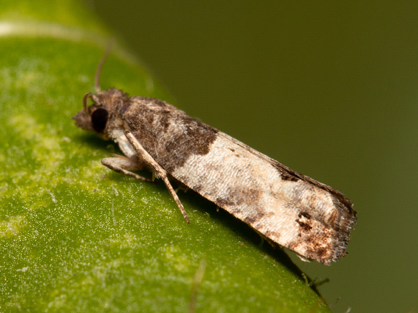 Bud Moth