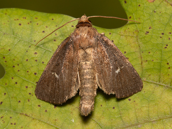 Twin-spotted Wainscot