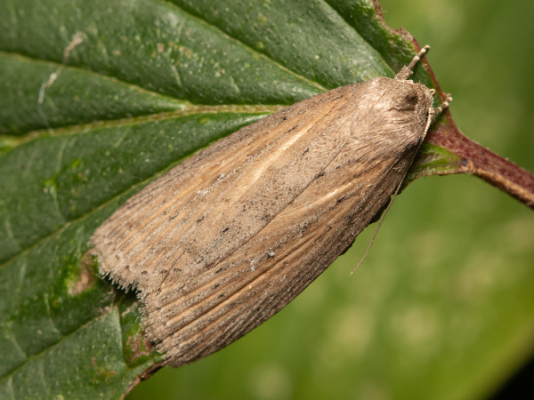 Schmalflügelige Schilfeule