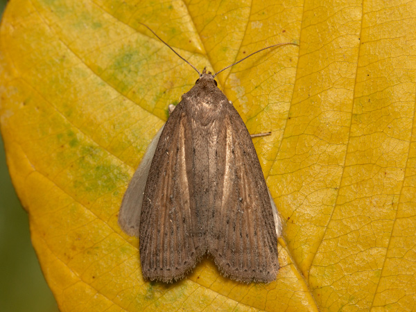 Schmalflügelige Schilfeule