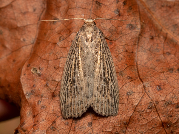 Schmalflügelige Schilfeule