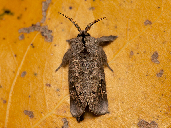 Chochlatka vrbinová