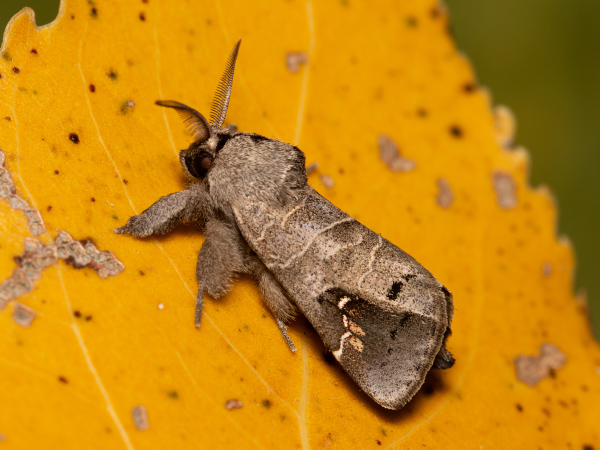 Chochlatka vrbinová